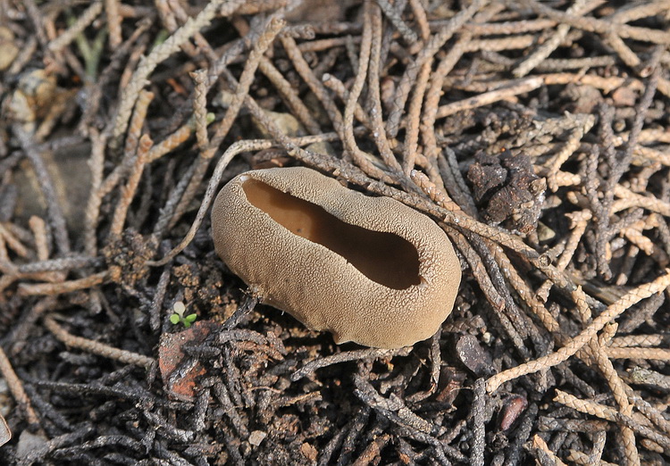 Helvella acetabulum